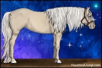 Horse Color:Cremello 