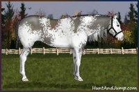 Horse Color:White Spotted Grullo 