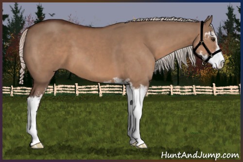 Horse Color:Silver Brown Dun Sabino 
