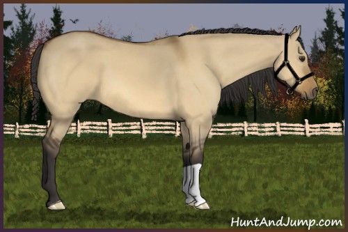 Horse Color:Buckskin Dun