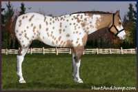 Horse Color:Buckskin Dun Sabino Near Leopard 