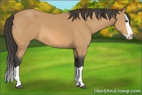 Horse Color:Buckskin Splash 