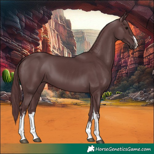 Horse Color:White Spotted Chocolate Black 