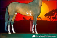 Horse Color:Watercolor Bay 