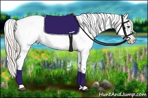 Horse Color:Silver Grullo Roan Appaloosa 