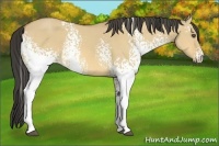 Horse Color:White Spotted Buckskin Dun 