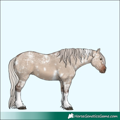 Horse Color:White Spotted Silver Bay Ice Dun Tobiano 