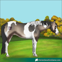 Horse Color:Blue Onyx Tobiano