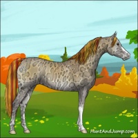 Horse Color:Painted Buckskin Ice Onyx 