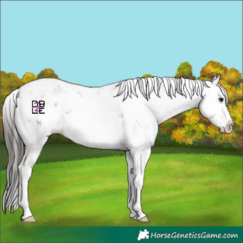 Horse Color:Bay Sabino Splash 
