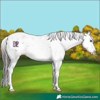 Horse Color:Bay Sabino Splash 