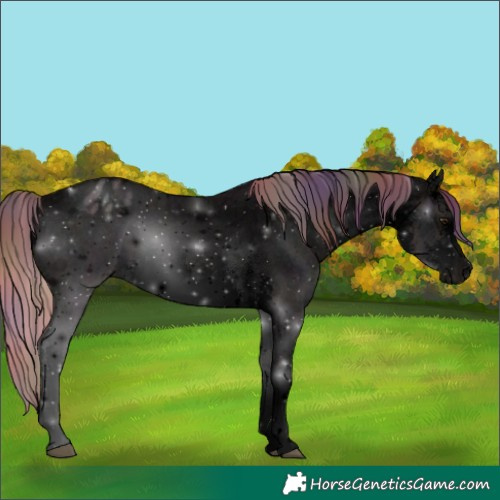 Horse Color:Void Nacre Watercolor White Spotted Midnight Buckskin Ice Dun Appaloosa Rabicano 