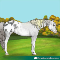 Horse Color:White Spotted Midnight Smoky Black Appaloosa 