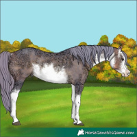 Horse Color:Watercolor White Spotted Buckskin Ice Rabicano 