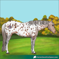 Horse Color:White Spotted Bay Appaloosa