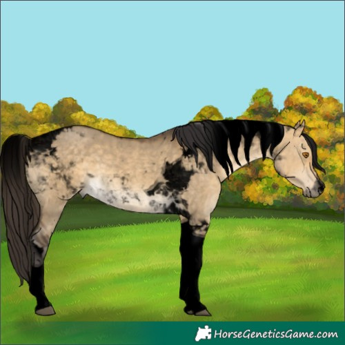 Horse Color:Void Buckskin Dun Tobiano 
