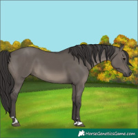 Horse Color:Smoky Grullo 
