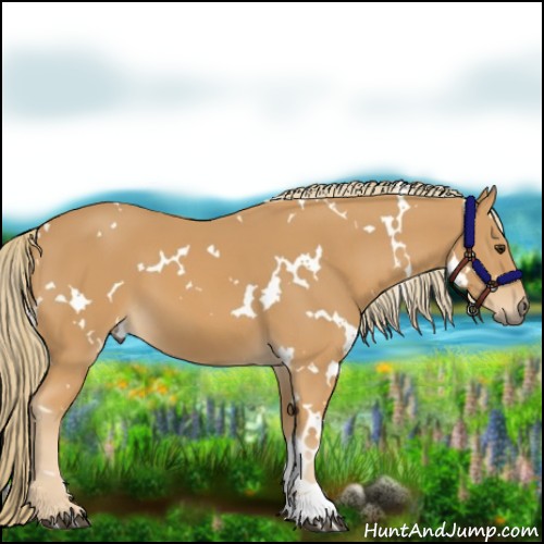 Horse Color:White Spotted Chestnut 