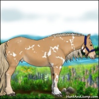 Horse Color:White Spotted Chestnut