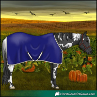 Horse Color:White Spotted Black Rabicano