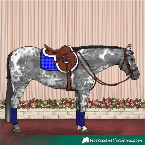 Horse Color:White Spotted Black Ice 