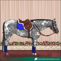 Horse Color:White Spotted Black Ice 