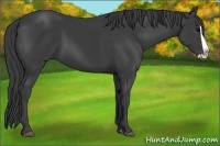 Horse Color:Smoky Black Splash