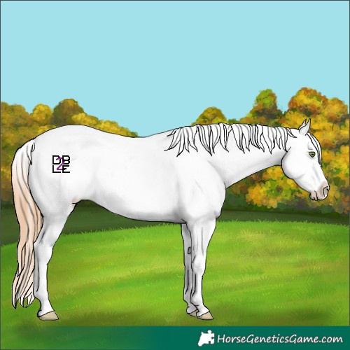 Horse Color:Gold Champagne Dun Tobiano Appaloosa 