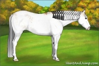 Horse Color:Bay Dun Sabino