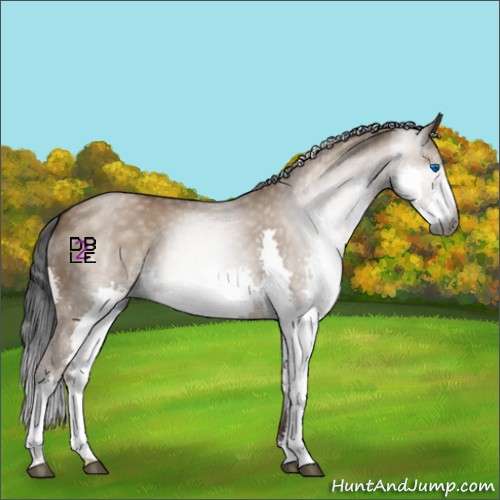 Horse Color:Gray Bay Dun Splash 