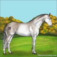 Horse Color:Gray Bay Dun Splash 