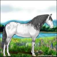 Horse Color:Bay Chinchilla Onyx Appaloosa 