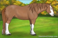 Horse Color:Chestnut Splash 