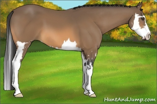 Horse Color:Buckskin Sabino Splash Frame 