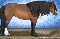 Horse Color:Buckskin