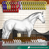 Horse Color:Gray Silver Grullo Sabino Splash Tobiano Rabicano 