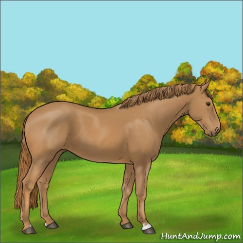 Horse Color:Chestnut 