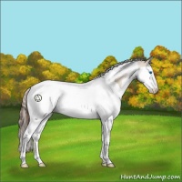 Horse Color:Grullo Pearl Sabino Splash Tobiano Rabicano 