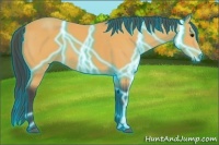 Horse Color:Thunderstruck Buckskin 