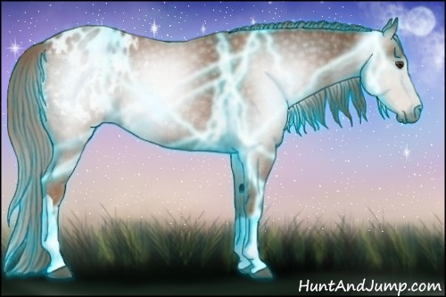 Horse Color:Gray Thunderstruck Chestnut Appaloosa 