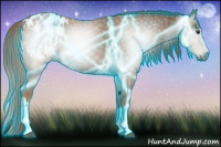 Horse Color:Gray Thunderstruck Chestnut Appaloosa 