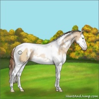 Horse Color:White Spotted Brown Pearl Dun Splash Tobiano Rabicano 