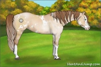 Horse Color:White Spotted Brown Pearl Dun Sabino Splash Rabicano 