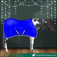 Horse Color:White Spotted Black 