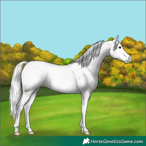 Horse Color:Silver Bay Sabino Appaloosa 