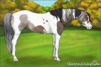 Horse Color:Brown Dun Sabino Tobiano 