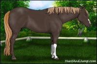 Horse Color:Liver Chestnut