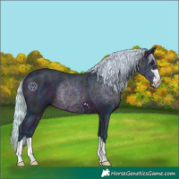 Horse Color:Watercolor Midnight Silver Bay Rabicano 