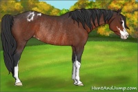 Horse Color:Brown Sabino Appaloosa Rabicano 