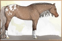 Horse Color:Silver Brown Dun Snowflake Varnish 